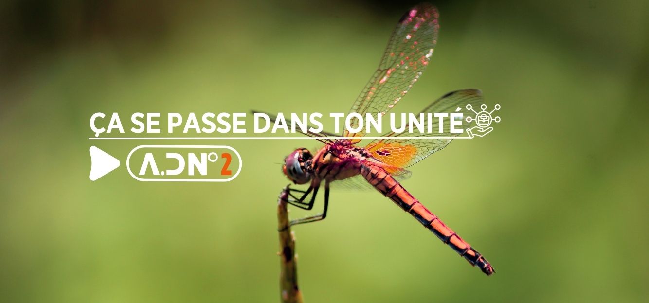 L'APRÈS-LIBELLULE INCERTITUDES PERSISTANTES